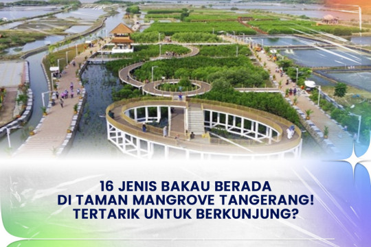 16 Jenis Bakau Berada Di Taman Mangrove Tangerang, Tertarik Untuk Berkunjung?
