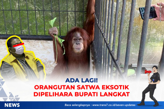 Ada Lagi! Orangutan Satwa Eksotik Dipelihara Bupati Langkat