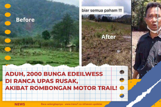 Aduh, 2000 Bunga Edeilwess Di Ranca Upas Rusak, Akibat Rombongan Motor Trail!