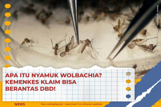 Apa Itu Nyamuk Wolbachia? Kemenkes Klaim Bisa Berantas DBD!