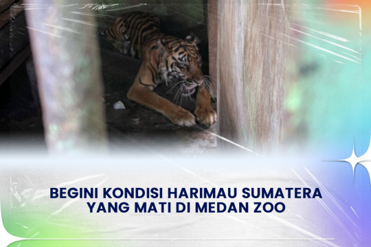 Begini Kondisi Harimau Sumatera Yang Mati Di Medan Zoo