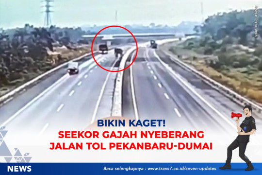 Bikin Kaget! Seekor Gajah Nyeberang Jalan Tol Pekanbaru-Dumai