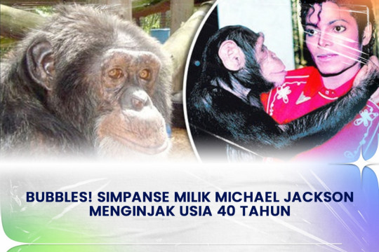 Bubbles! Simpanse Milik Michael Jackson Menginjak Usia 40 Tahun.