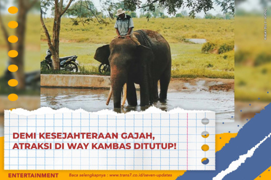 Demi Kesejahteraan Gajah, Atraksi Di Way Kambas Ditutup!