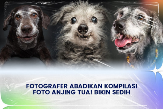 Fotografer Abadikan Kompilasi Foto Anjing Tua! Bikin Sedih