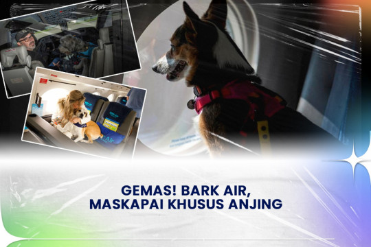 Gemas! Bark Air Maskapai Khusus Anjing