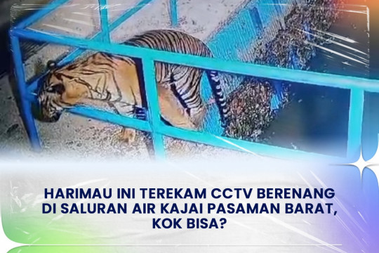 Harimau Ini Terekam CCTV Berenang Di Saluran Air Kajai Pasaman Barat, Kok Bisa?
