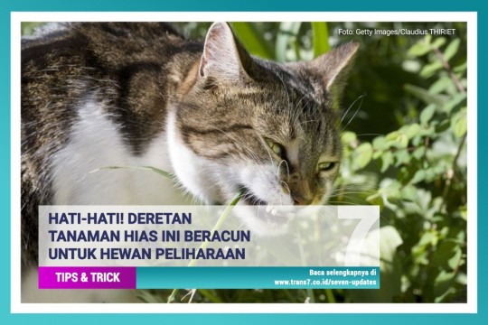 Hati-hati! 12 Tanaman Ini Beracun Bagi Hewan Peliharaan