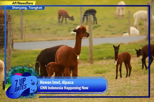 Alpaca Si Hewan Imut