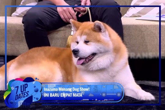 Inazuma Menang Dog Show!