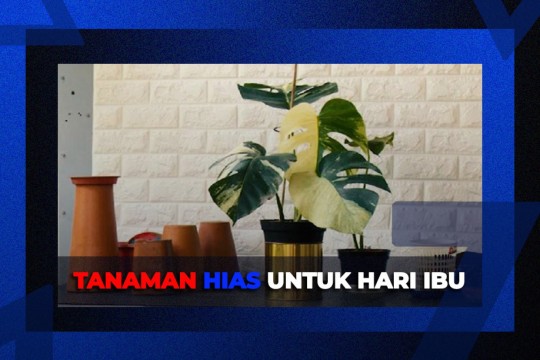 Ini 3 Tanaman Hias Yang Cocok Untuk Hari Ibu