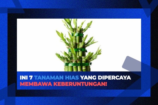 Ini 7 Tanaman Hias Yang Dipercaya Membawa Keberuntungan