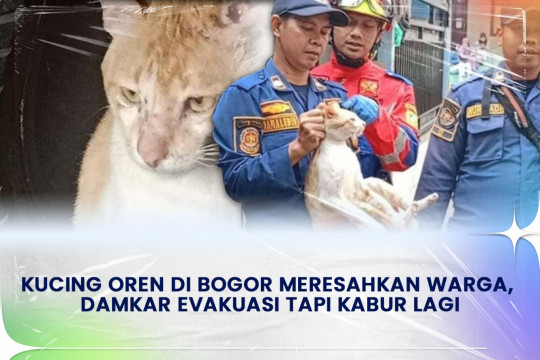 Kucing Oren Di Bogor Meresahkan Warga, Damkar Evakuasi Tapi Kabur Lagi
