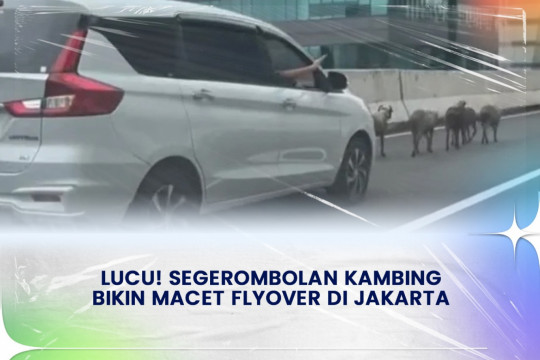 Lucu! Segerombolan Kambing Bikin Macet Flyover Di Jakarta