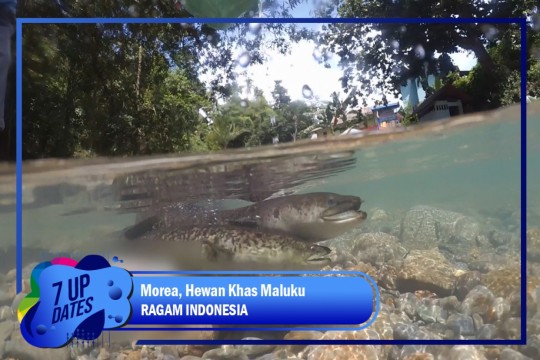 Morea, Hewan Khas Maluku