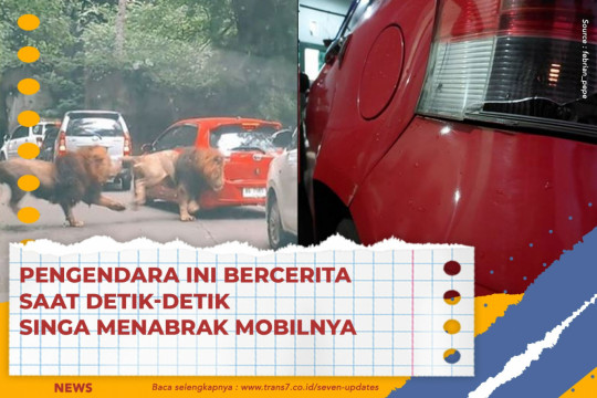 Pengendara Ini Bercerita Saat Detik-Detik Singa Menabrak Mobilnya