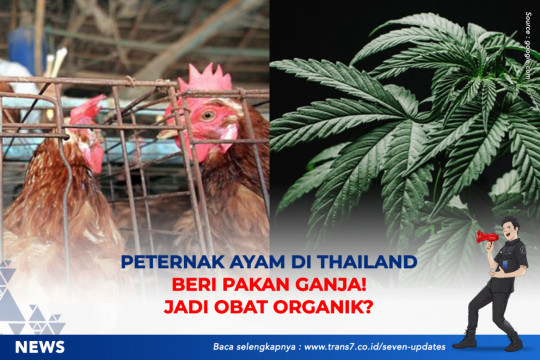 Peternak Ayam Di Thailand Beri Pakan Ganja. Jadi Obat Organik?