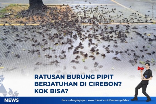 Ratusan Burung Pipit Berjatuhan Di Cirebon? Kok Bisa?