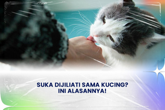 Suka Dijiliati Sama Kucing? Ini Alasannya!