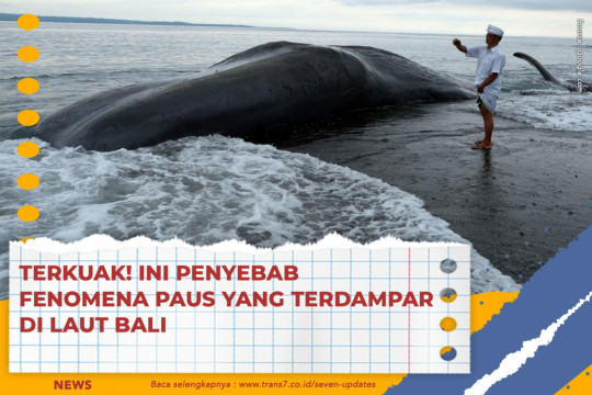 Terkuak! Ini Penyebab Fenomena Paus Yang Terdampar Di Laut Bali