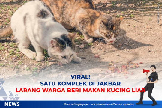 Viral! Satu Komplek Di Jakbar Larang Warga Beri Makan Kucing Liar